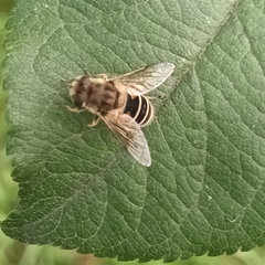 Eristalis arbustorum