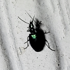 Lebia viridis