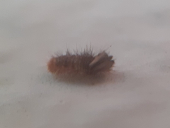 Dermestidae