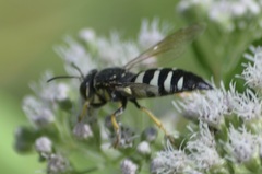 Bicyrtes quadrifasciatus