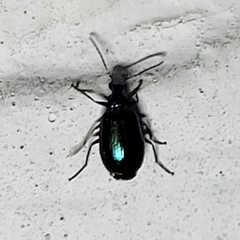 Lebia viridis