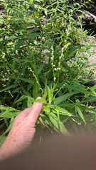 Persicaria punctata