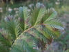 Venturia potentillae - Photo (c) Gennadiy Okatov, some rights reserved (CC BY-NC), uploaded by Gennadiy Okatov