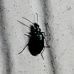 Lebia viridis