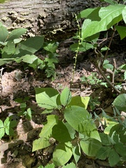 Persicaria virginiana