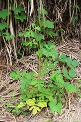 Angelica decursiva