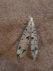 Dendroleon obsoletus