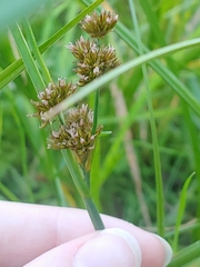 Juncus ensifolius
