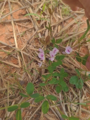 Lespedeza repens