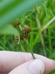 Juncus ensifolius