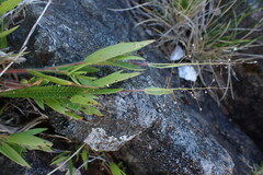 Dichanthelium