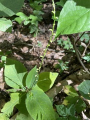 Persicaria virginiana