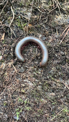 Narceus americanus