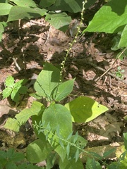 Persicaria virginiana