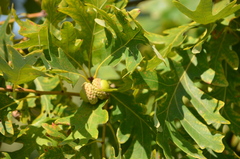 Quercus macrocarpa