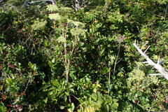 Angelica lucida
