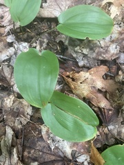 Maianthemum canadense