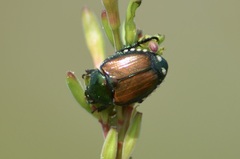 Popillia japonica