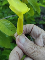 Pentalinon luteum