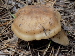 Russula foetens