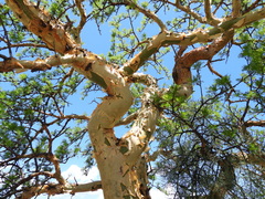 Bursera microphylla
