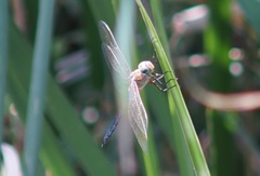 Anax parthenope