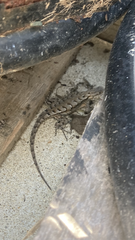 Sceloporus undulatus