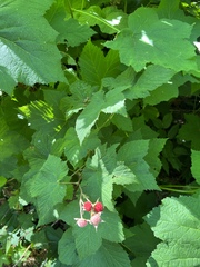 Rubus parviflorus