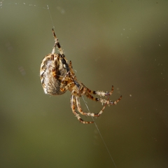 Araneus diadematus