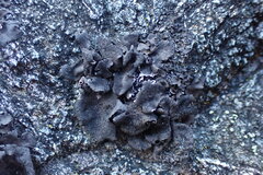 Umbilicaria