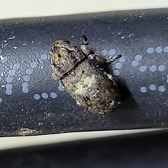 Toxonotus cornutus