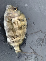 Archosargus probatocephalus