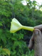 Pentalinon luteum