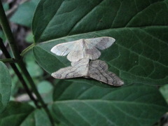 Idaea
