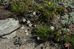 Eremogone capillaris
