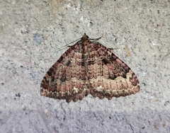 Triphosa dubitata