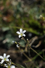 Eremogone capillaris
