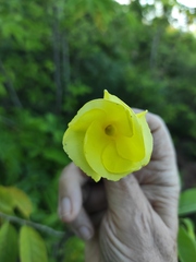 Pentalinon luteum