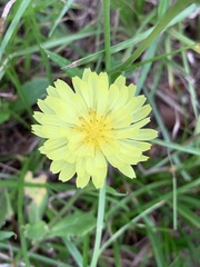 Pyrrhopappus carolinianus