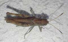 Gomphocerippus rufus