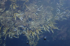 Prionitis lanceolata