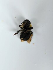 Bombus bimaculatus