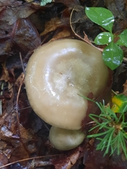 Melanoleuca