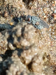 Fucellia