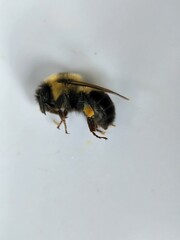 Bombus bimaculatus