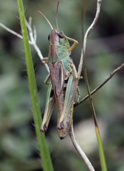 Pseudochorthippus parallelus