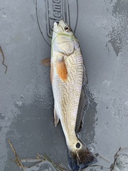 Sciaenops ocellatus