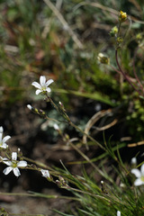 Eremogone capillaris