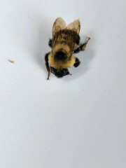 Bombus bimaculatus