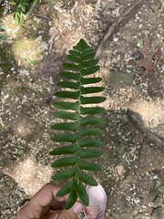 Polystichum acrostichoides
